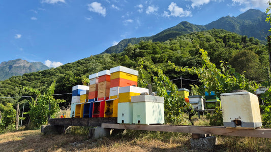 L’importanza del miele: un tesoro naturale per la salute e il benessere