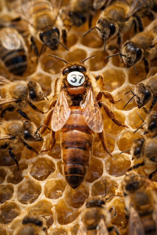 La Regina: cuore dell’alveare